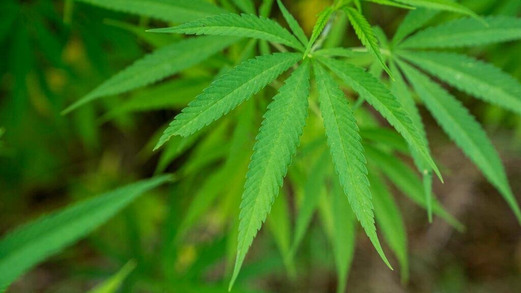 An image of a cannabis leaf to illustrate cannabindoids in simple terms.