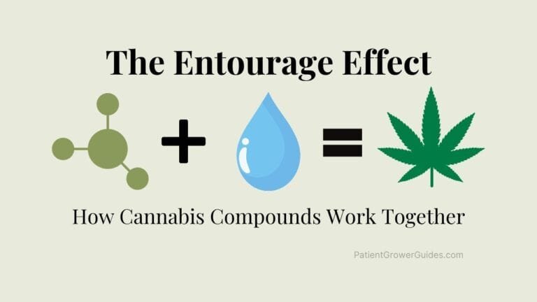 A graphic illustration explaining what is the entourage effect with a simple formula showing a molecule icon plus a droplet icon equals a cannabis leaf.