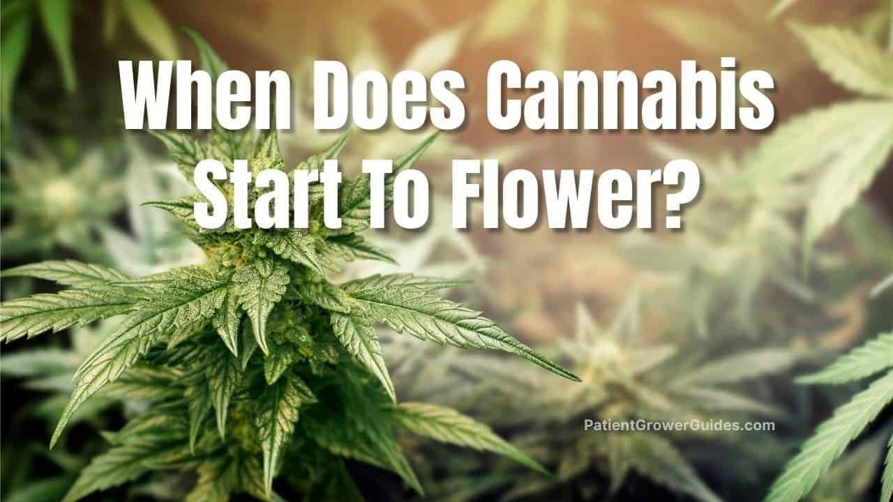 When does cannabis start to flower? Beginner's guide to the cannabis flowering stage timeline.