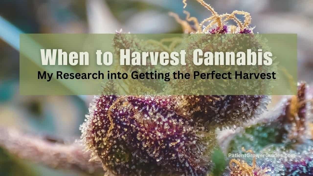The featured image for an article about when to harvest cannabis, with a pretty plant showing off its trichomes.